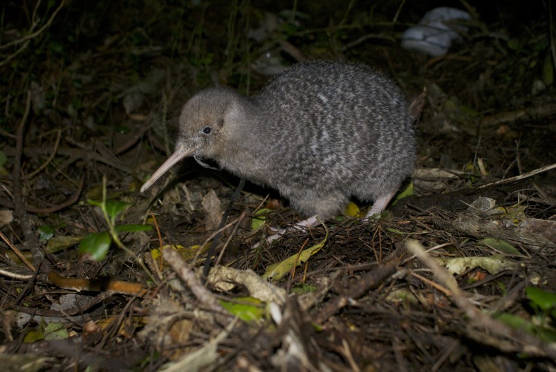 Little-spotted kiwi, Zealandia. Image Kimberley Collins