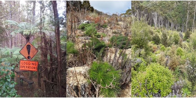 The land before, during and after Silvia's forest restoration work. Images supplied