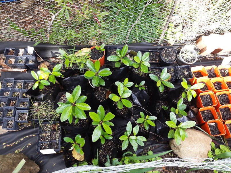 Thousands of native plants were dug into the ground by hand, including 4900 trees. Image supplied.