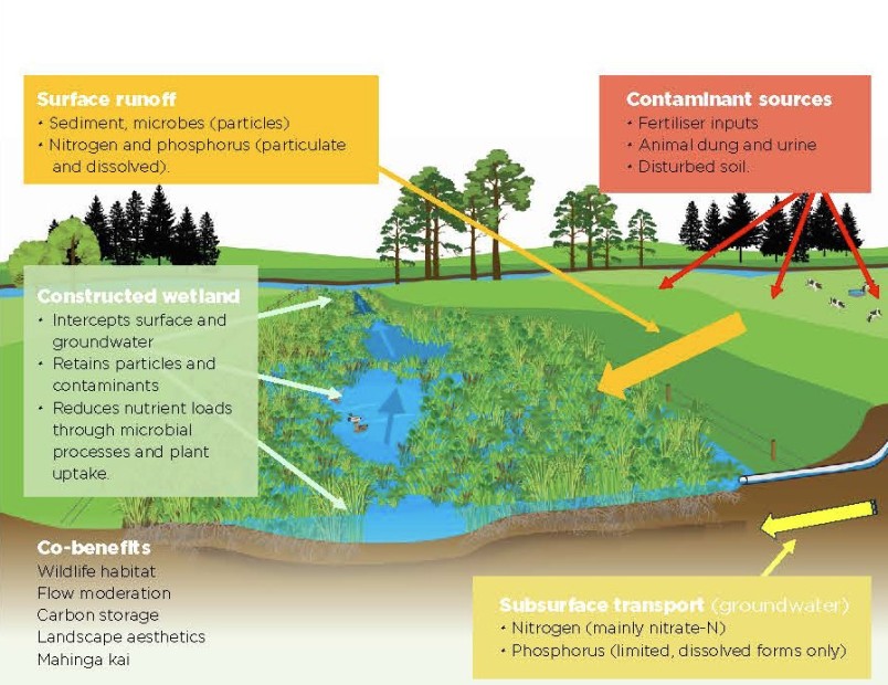 The ins and outs of a constructed on-farm wetland. Image NIWA