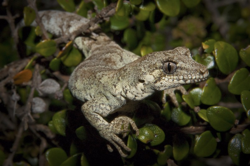 Forest gecko (Mokopirirakau granulatus). Credit Dylan van Winkel