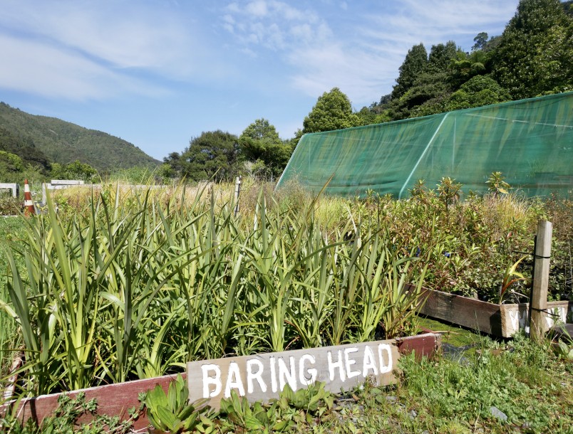 Plants destined for Baring Head. Credit Caroline Wood