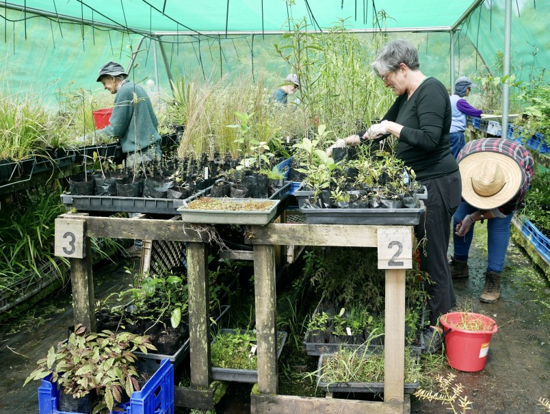 Forest & Bird volunteers grow thousands of native plants and gift them to local conservation groups. Pictured is Lower Hutt’s nursery north of Wellington. Image: Caroline Wood