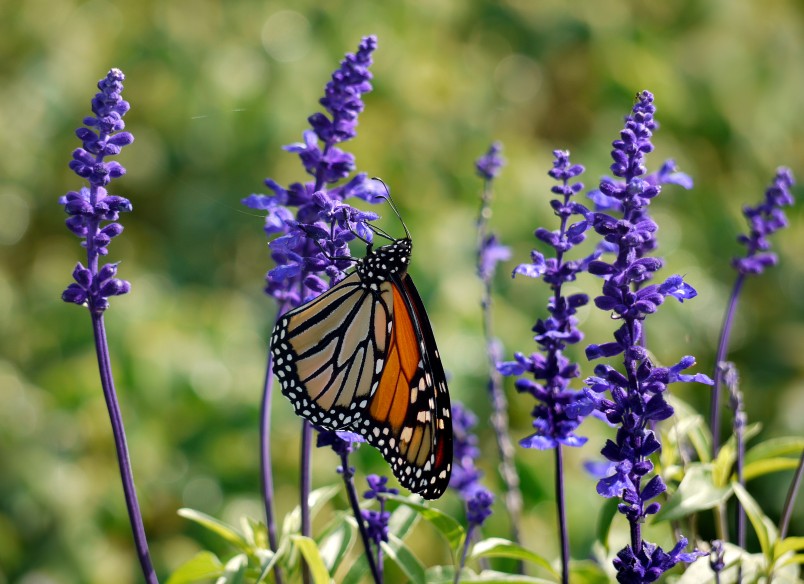 Monarch butterfly. Image Sally Phillips