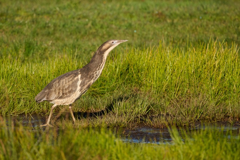 The farm is a welcome refuge for bittern. Image Craig McKenzie