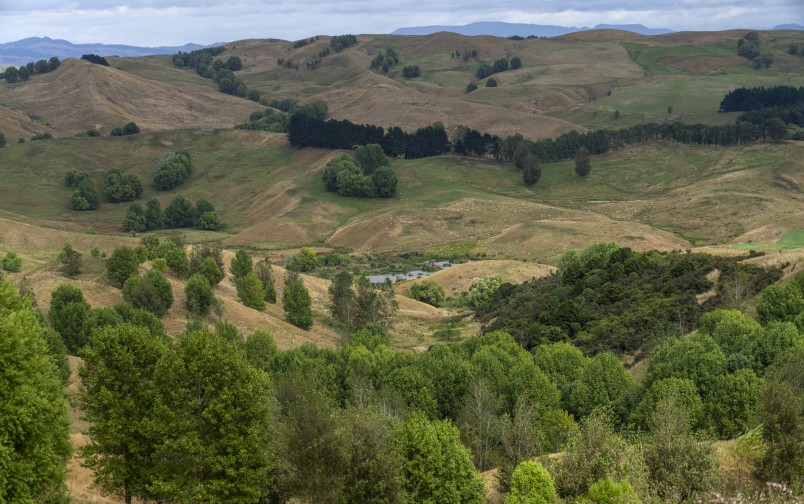 Deer are a threat to the regenerating bush at Rangitoto Station. Image John Cowpland