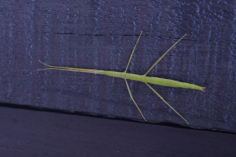 A green stick bug on a denim background