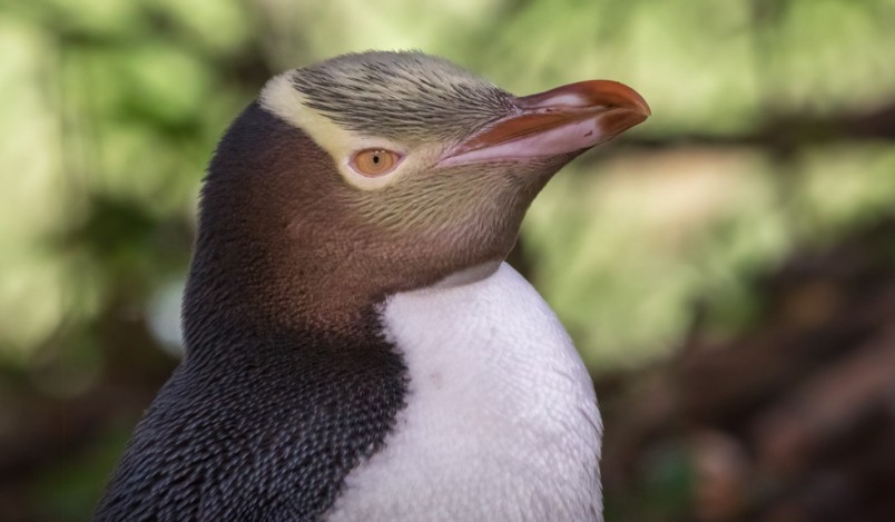 Hoiho means “noise shouter” in te reo Māori, referring to their shrill call during the breeding season. Credit Glenda Rees