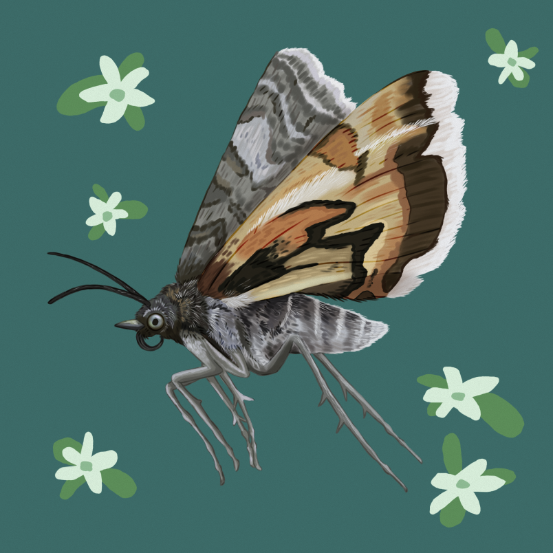 A colourful drawing of the avatar moth, by Magnolia Wild Design