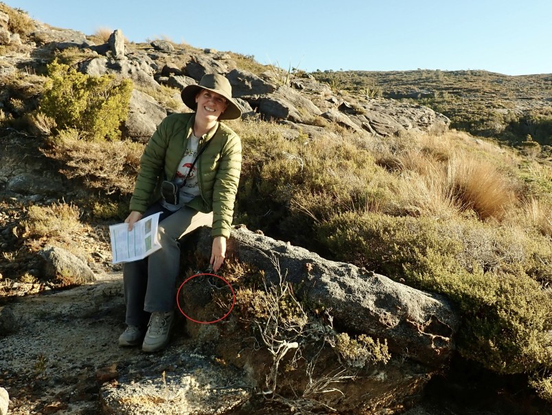 Dr Melissa Hutchison points to the area she found Pycnothelia caliginosa on Denniston, with snow tussock behind. Image supplied