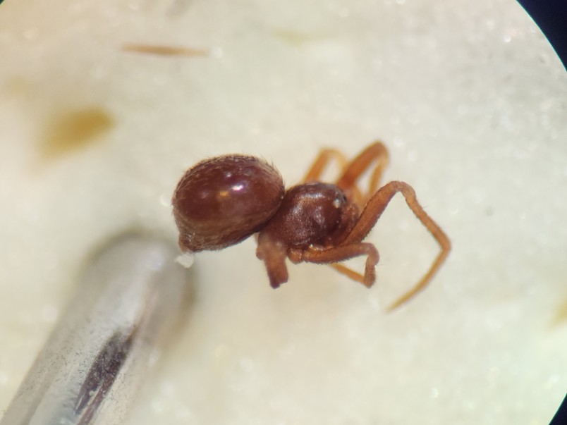 Comb-footed spider (Pholcomma) specimen. Credit James Crofts-Bennett