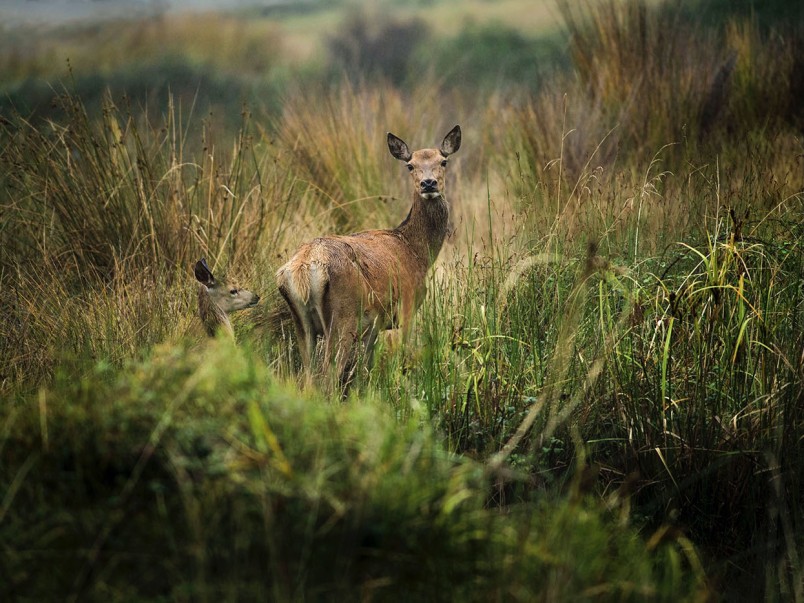 Introduced non-native browsing pests, such as this wild deer, are damaging New Zealand’s carbon sinks. Image Neil Foster