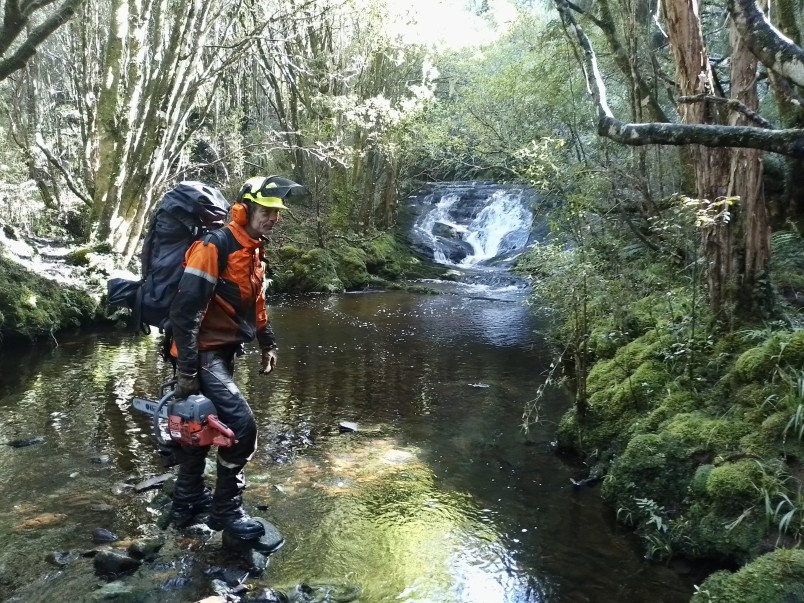 Gavin White creates new trapline tracks, Tautuku river valley. Credit Jorge Jimenez