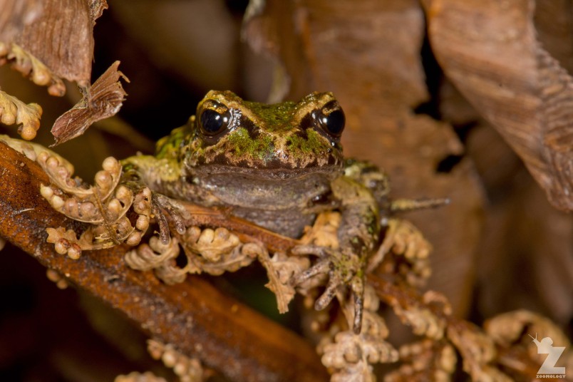 Archey’s frog. Credit Tom Miles/Zoomology