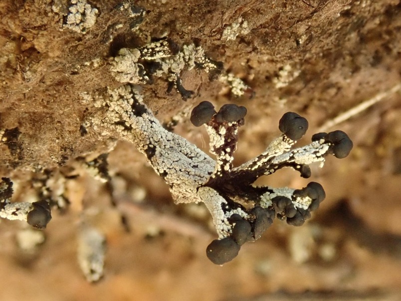 Pycnothelia caliginosa. Image Melissa Hutchison