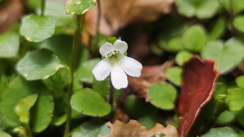 Ourisia modesta. Credit Henry Hart