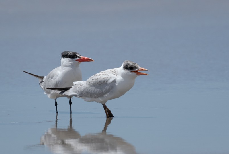 Taranui Caspian terns. Credit Mike Vincent
