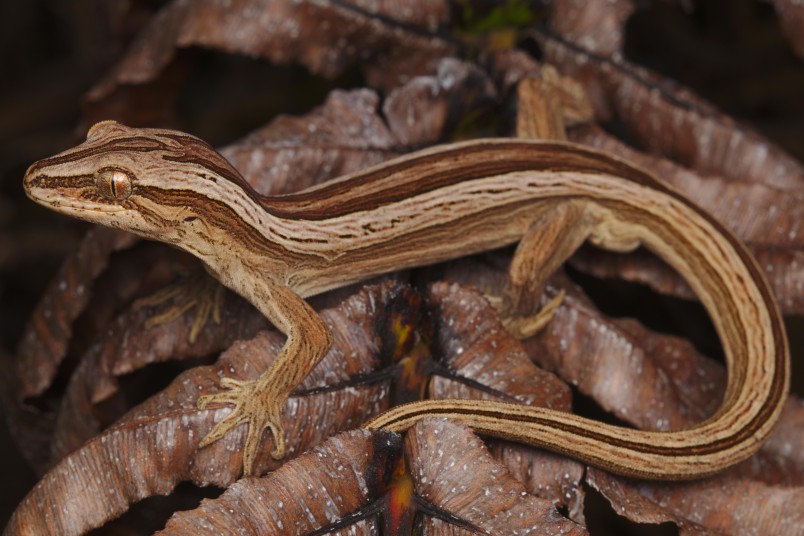Northern striped gecko. Credit Samuel Purdie