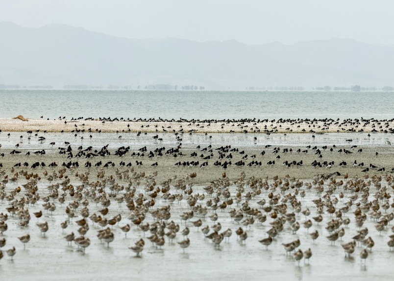 Godwits and red knots gather ready for their migration, while oystercatchers look on, Pukorokoro Miranda. Credit Stephen Leaper