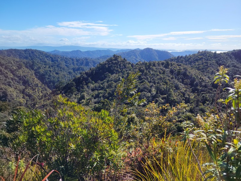 Mahakirau Forest Sanctuary forest. Credit Sara Smerdon