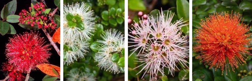 Plants in Denniston forest pockets. Credit Rod Morris
