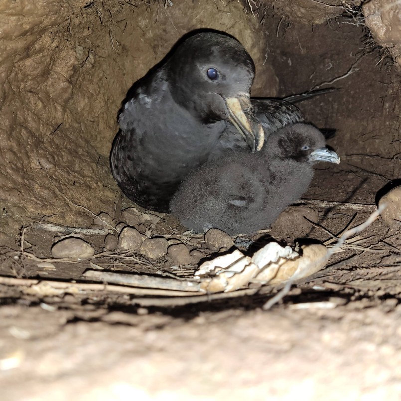 Westland petrel and chick in burrow. Credit DOC