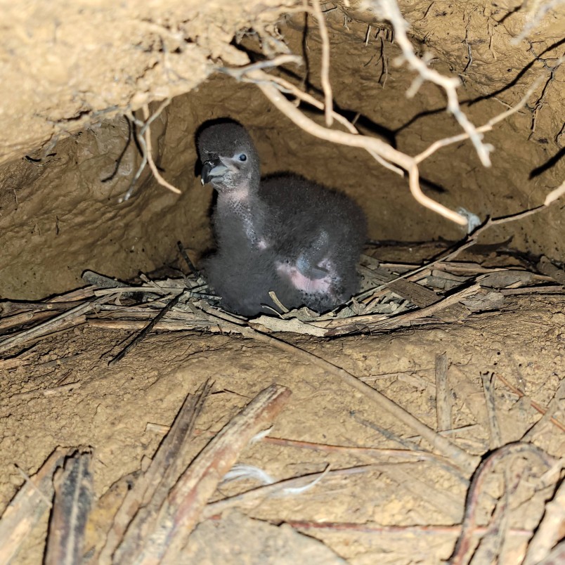 Westland petrel chick. Credit DOC 