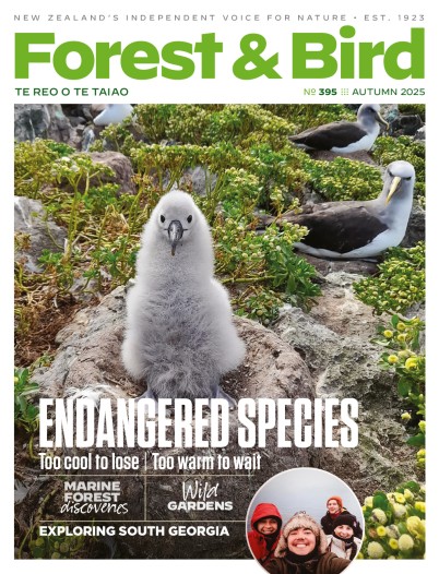Autumn 2025 Forest & Bird Magazine cover