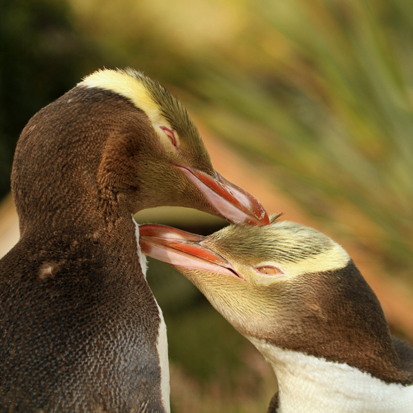 Two penguins grooming each other.