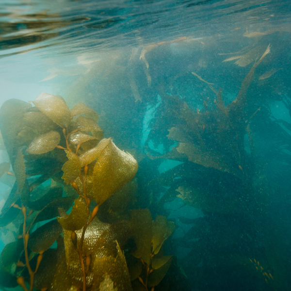 Kelp seaweed.